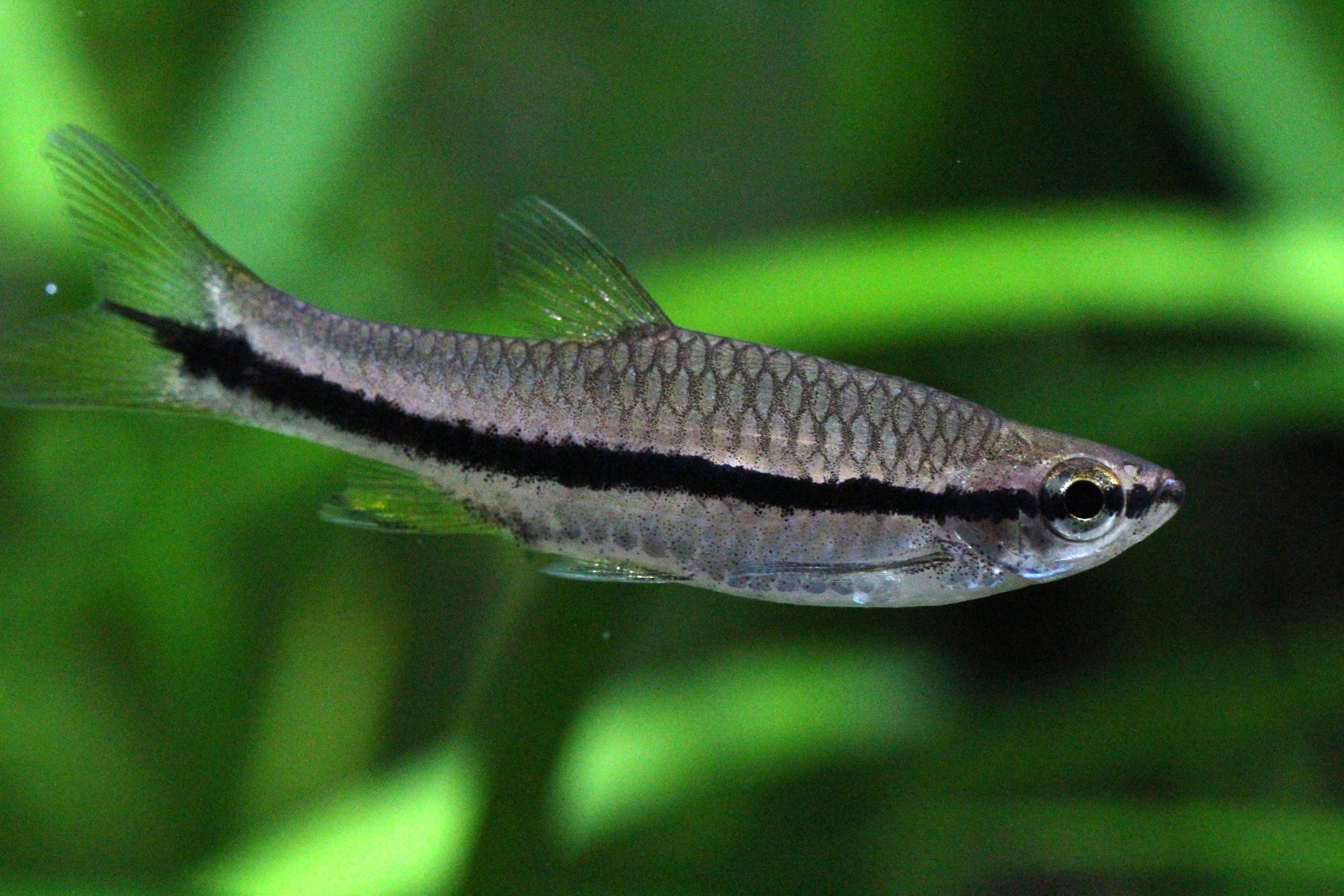 Long-Band Rasbora