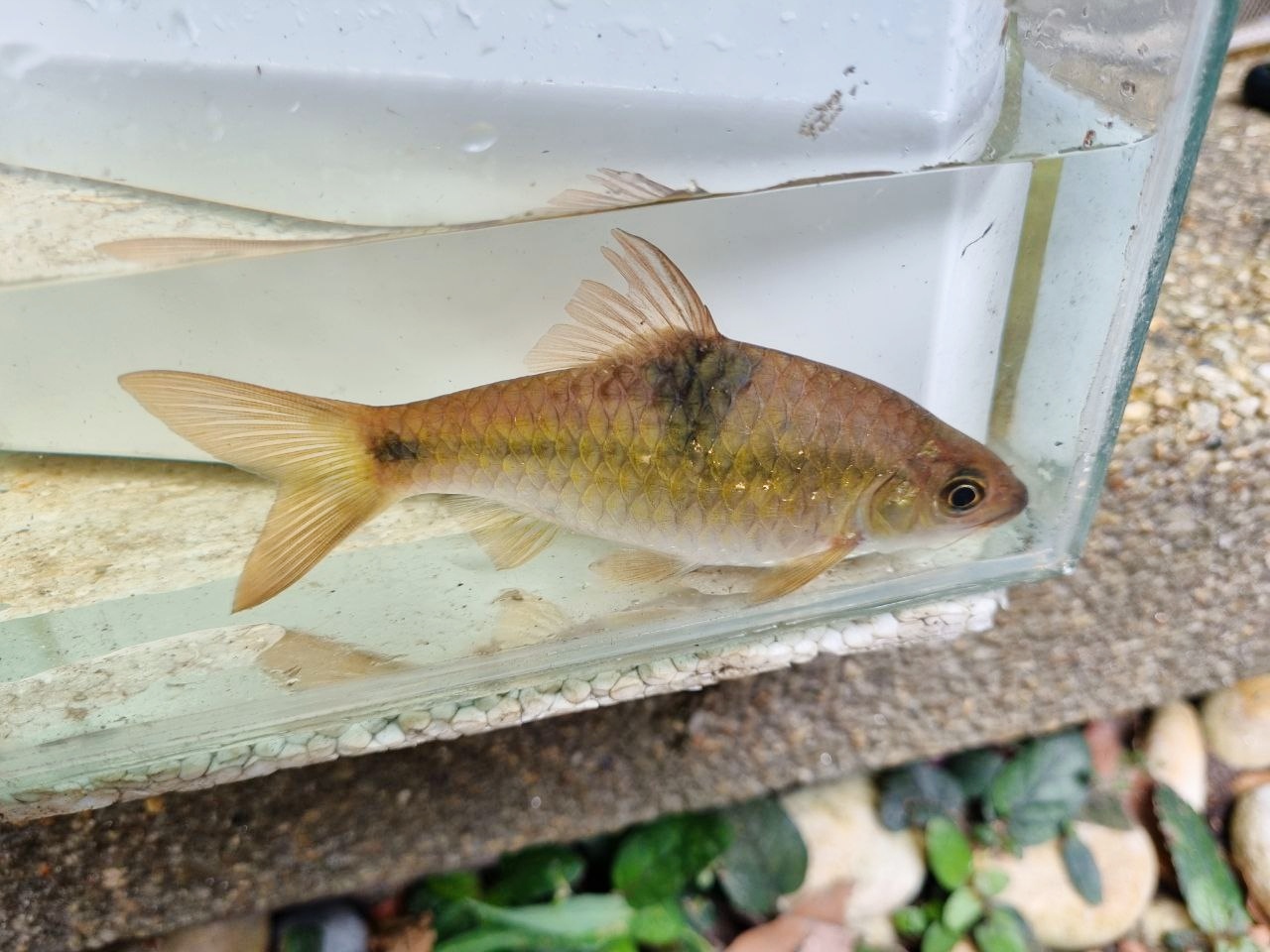 Saddle Barb