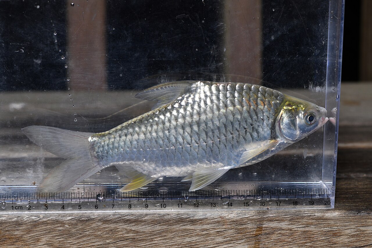 Java Barb — representative photograph