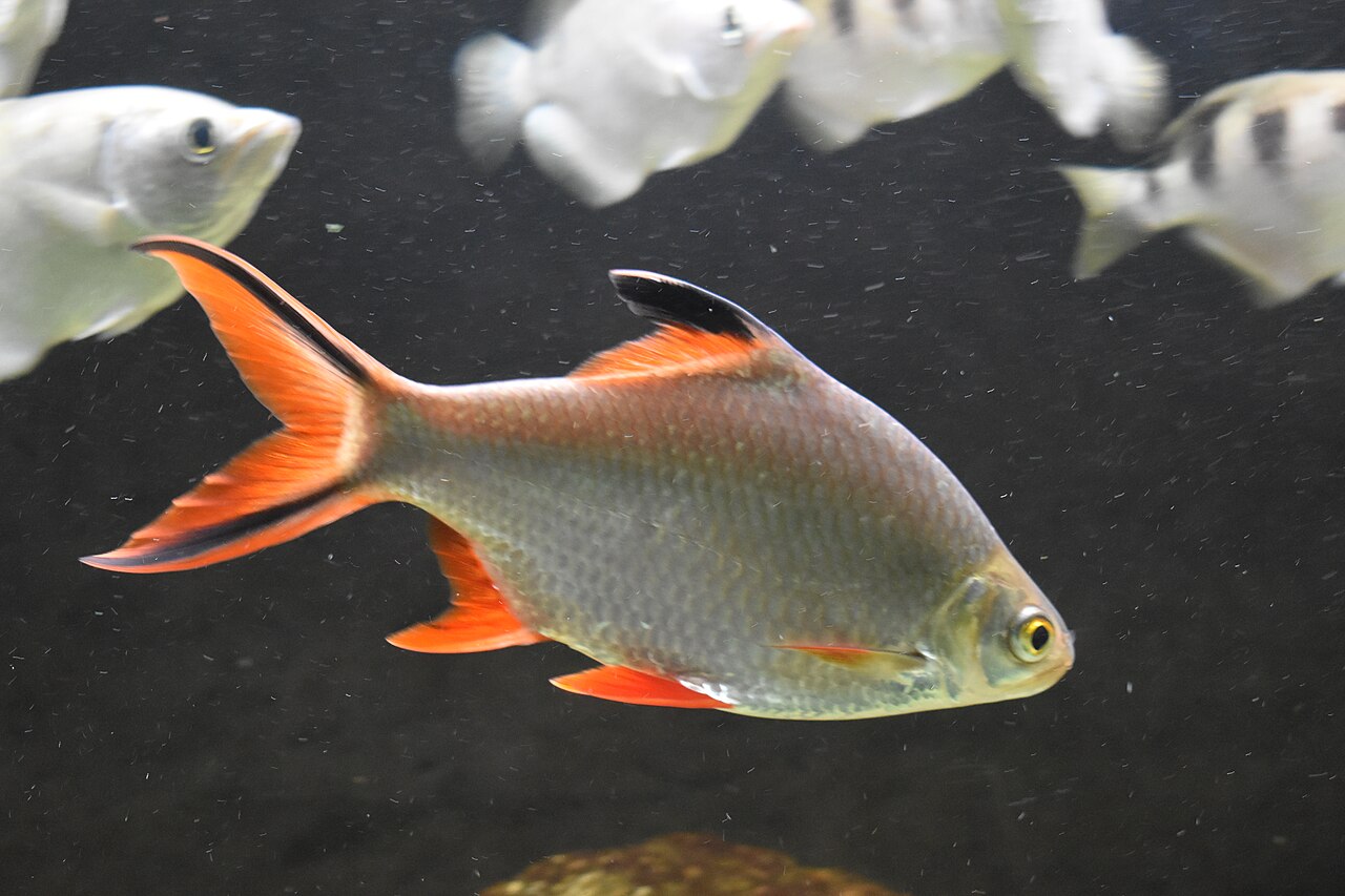 Wild Tinfoil Barb