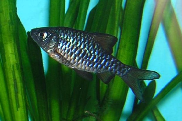 Checker Barb — representative photograph