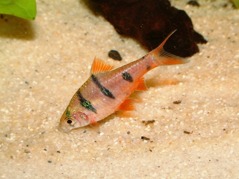 Six Banded Barb