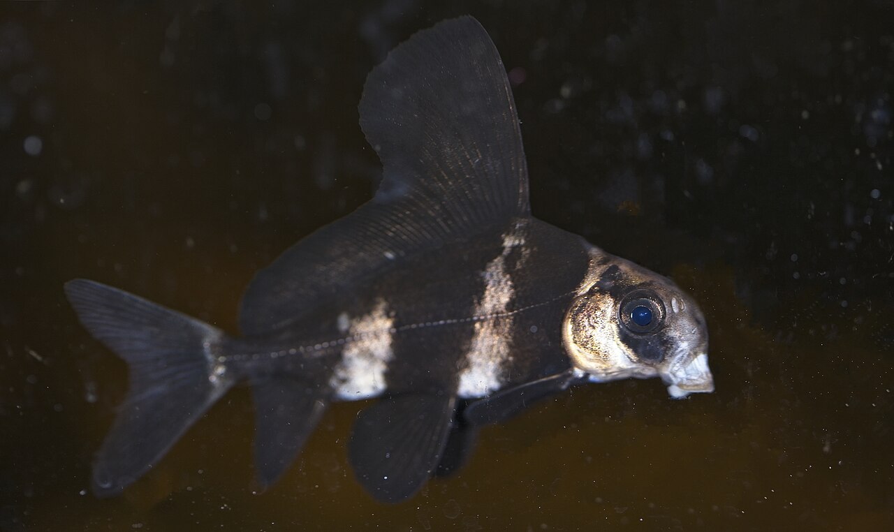 Chinese High-fin