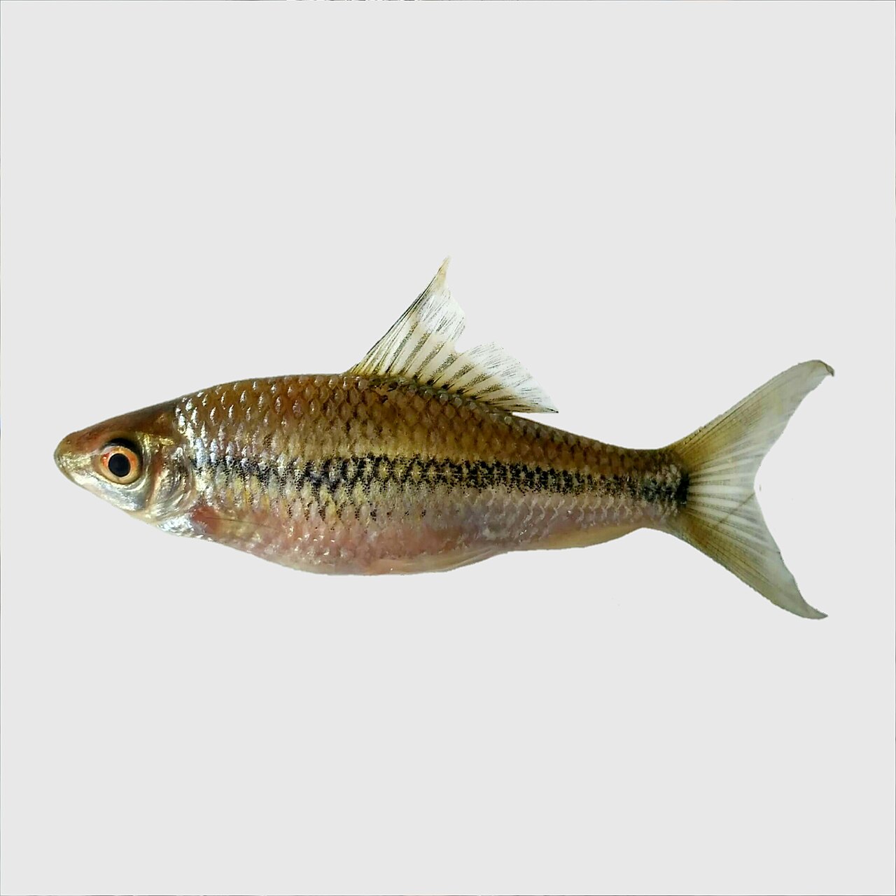 Osteochilus microcephalus — representative photograph