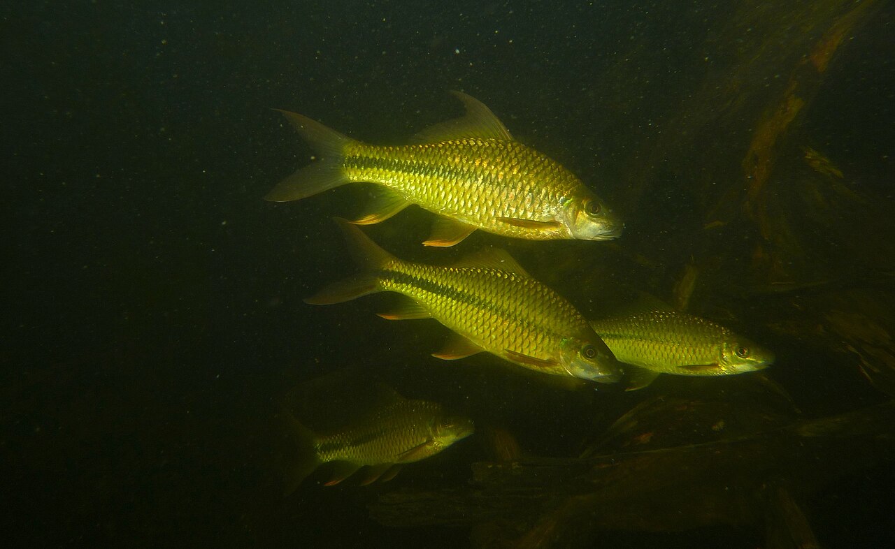 Waanders's hard-lipped barb