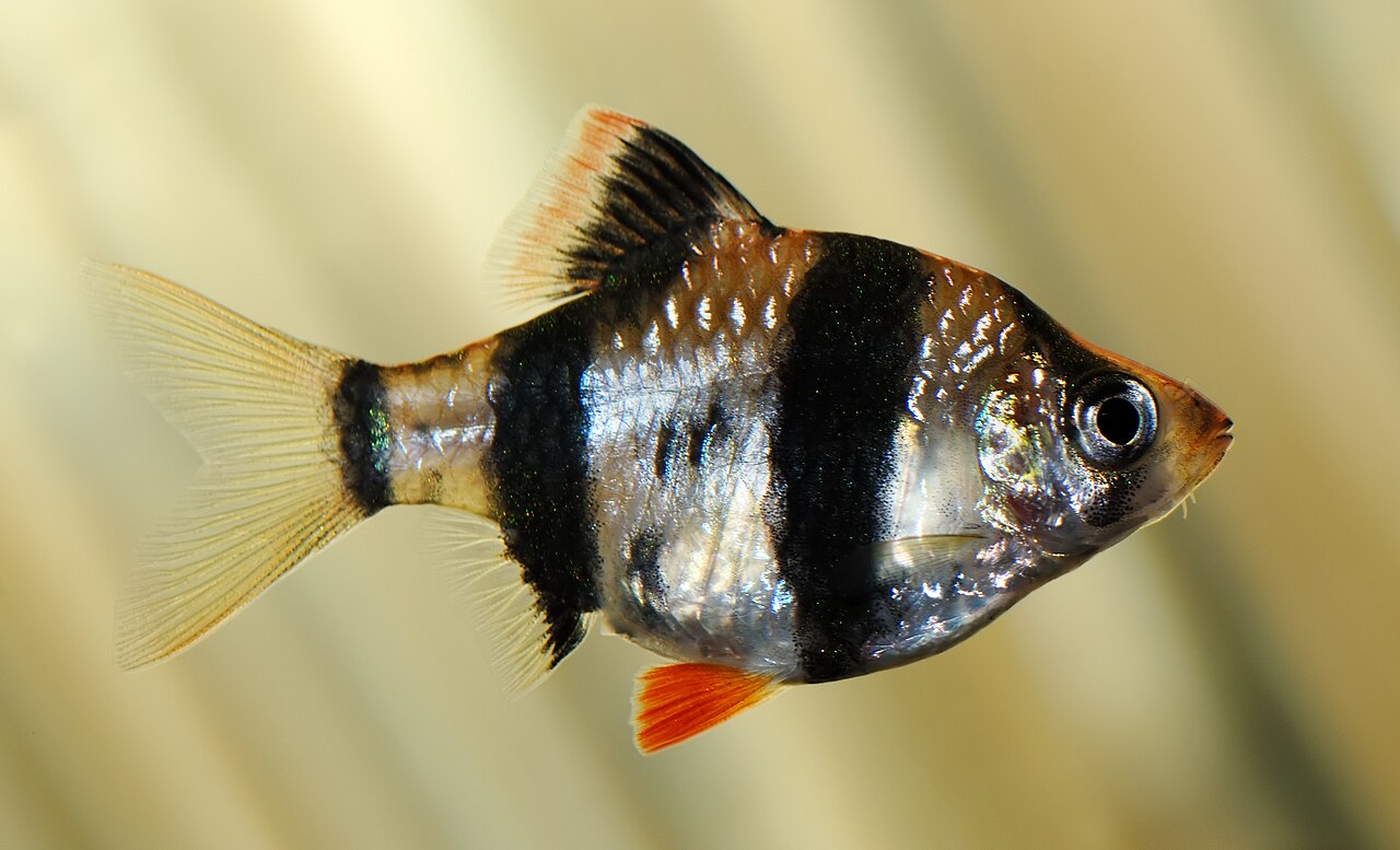 Tiger Barb 'Common' — representative photograph