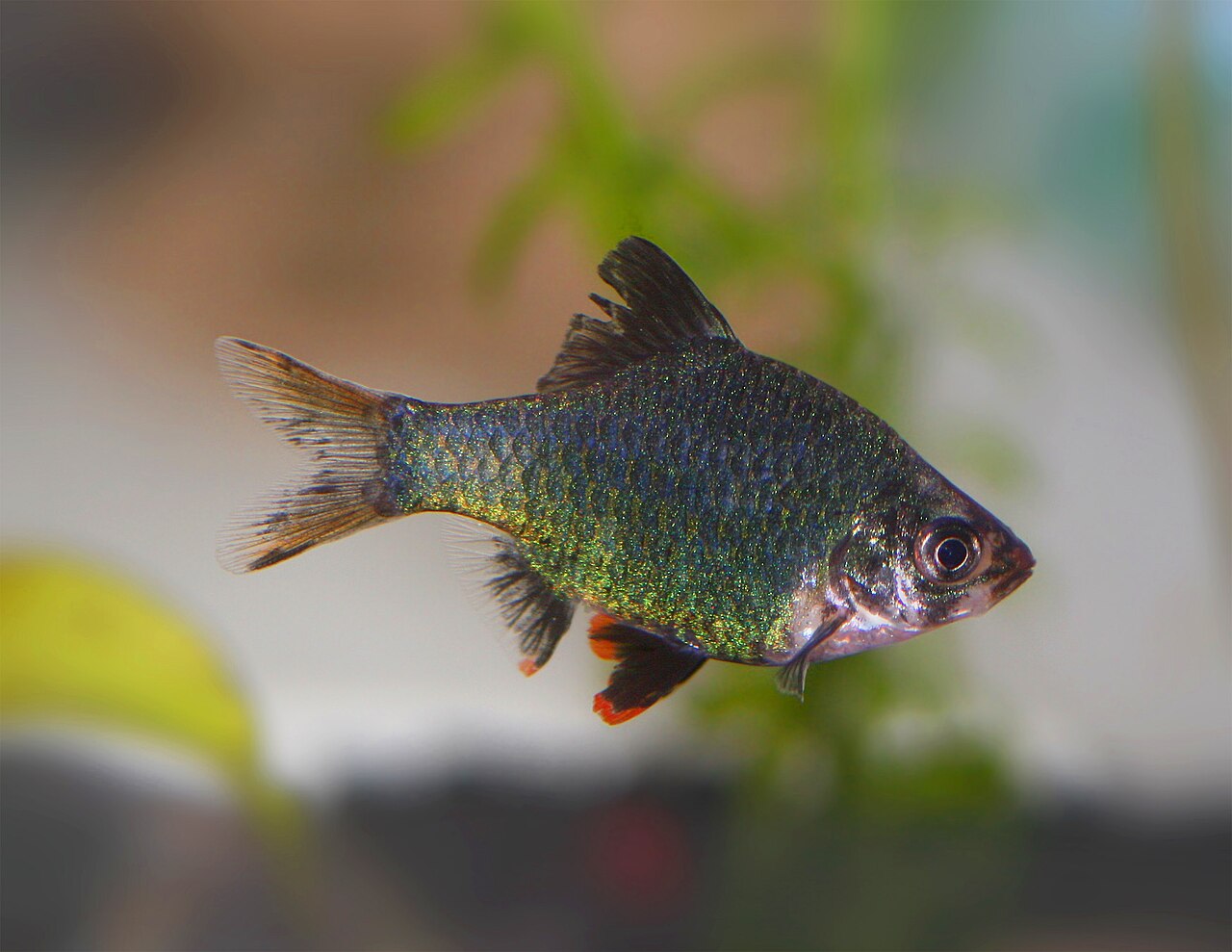 Tiger Barb 'Green'