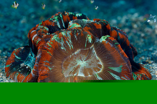 Bicolor Brain Coral Brain flat bottom Wellso bicolor M