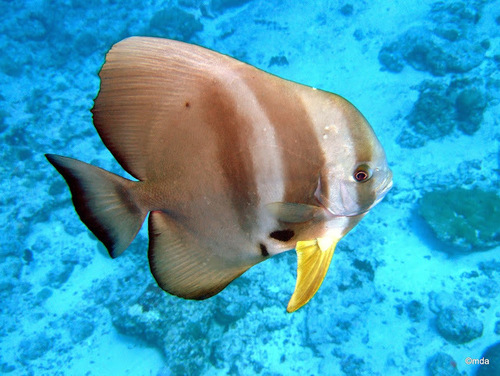 Long-Finned Batfish