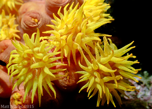 Orange Sun Corals