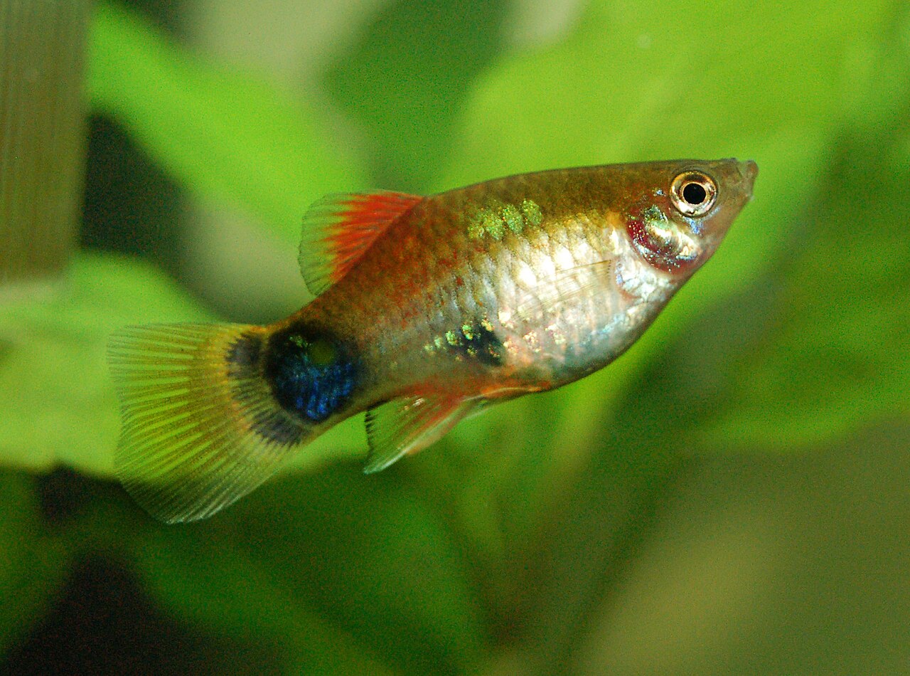 Mickey mouse platy
