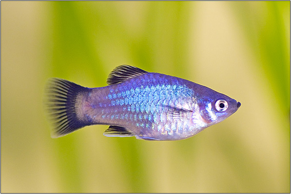 Neon blue wagtail platy