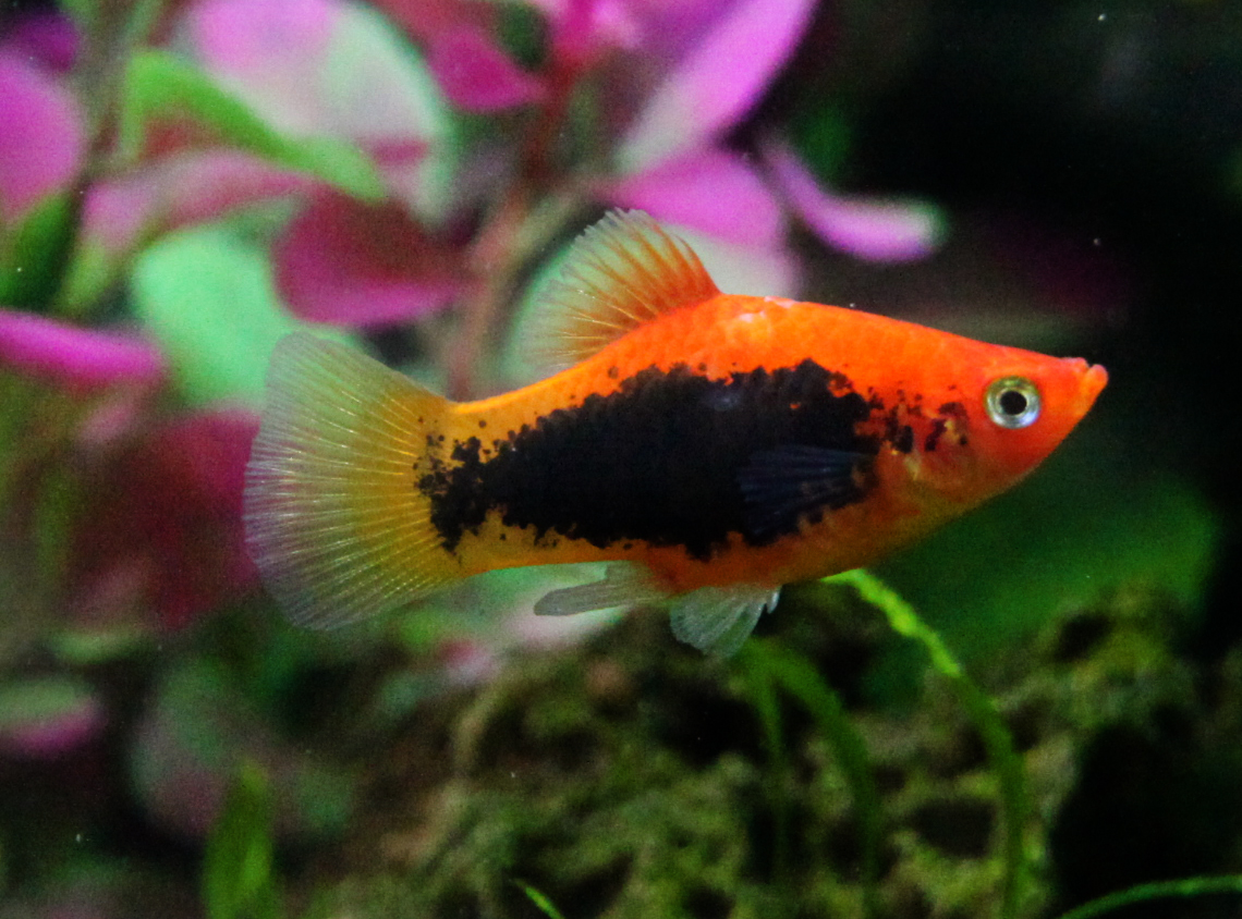 Tuxedo platy