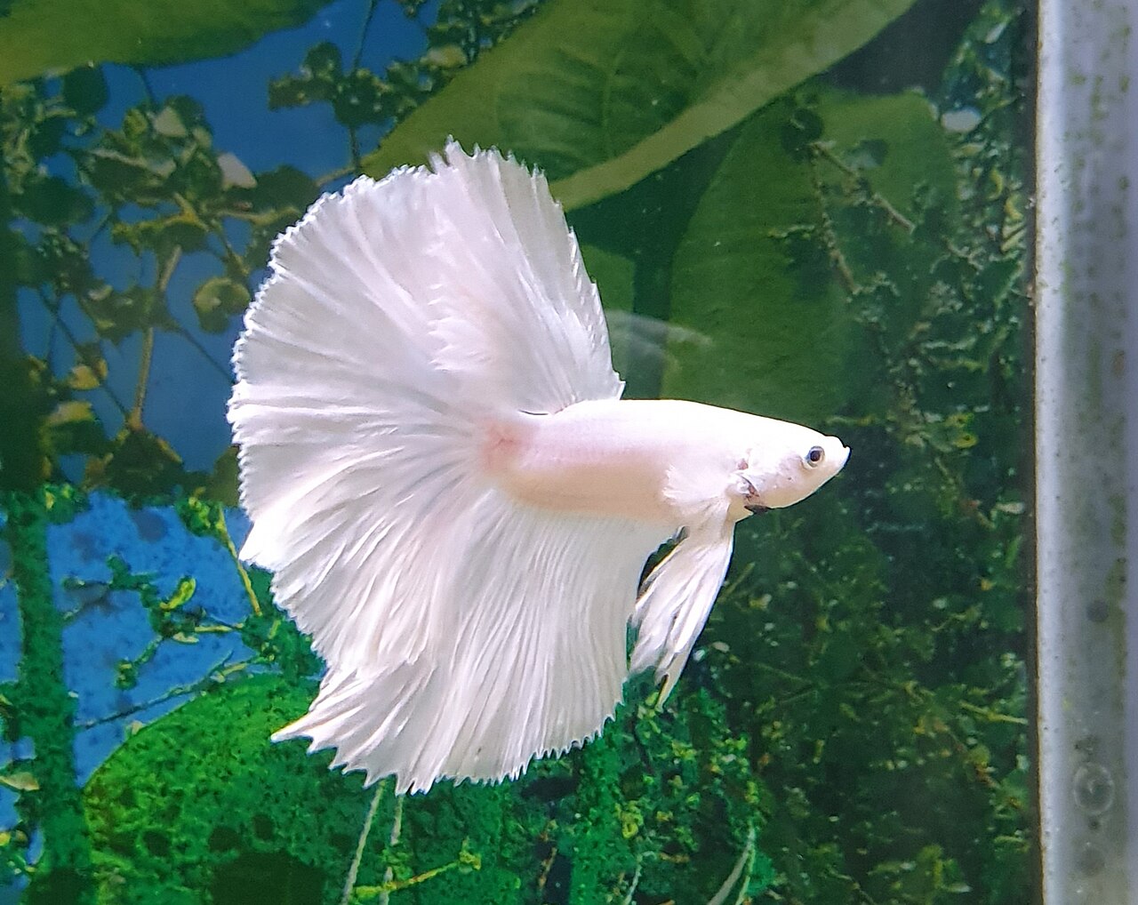 Assorted Halfmoon Bettas (Grade A)
