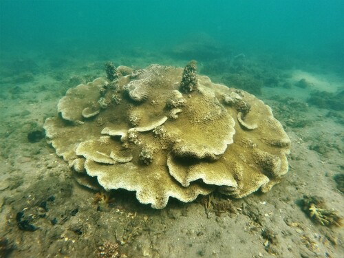 Green Smaal Eyes Pagoda Cup Coral