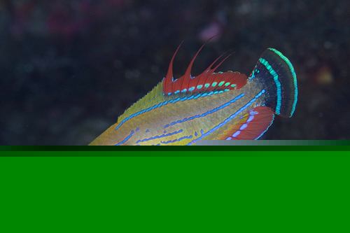Carpenter's Flasher Wrasse