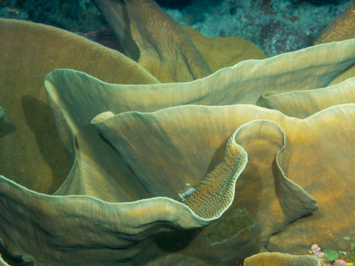 Yellow Scroll Coral