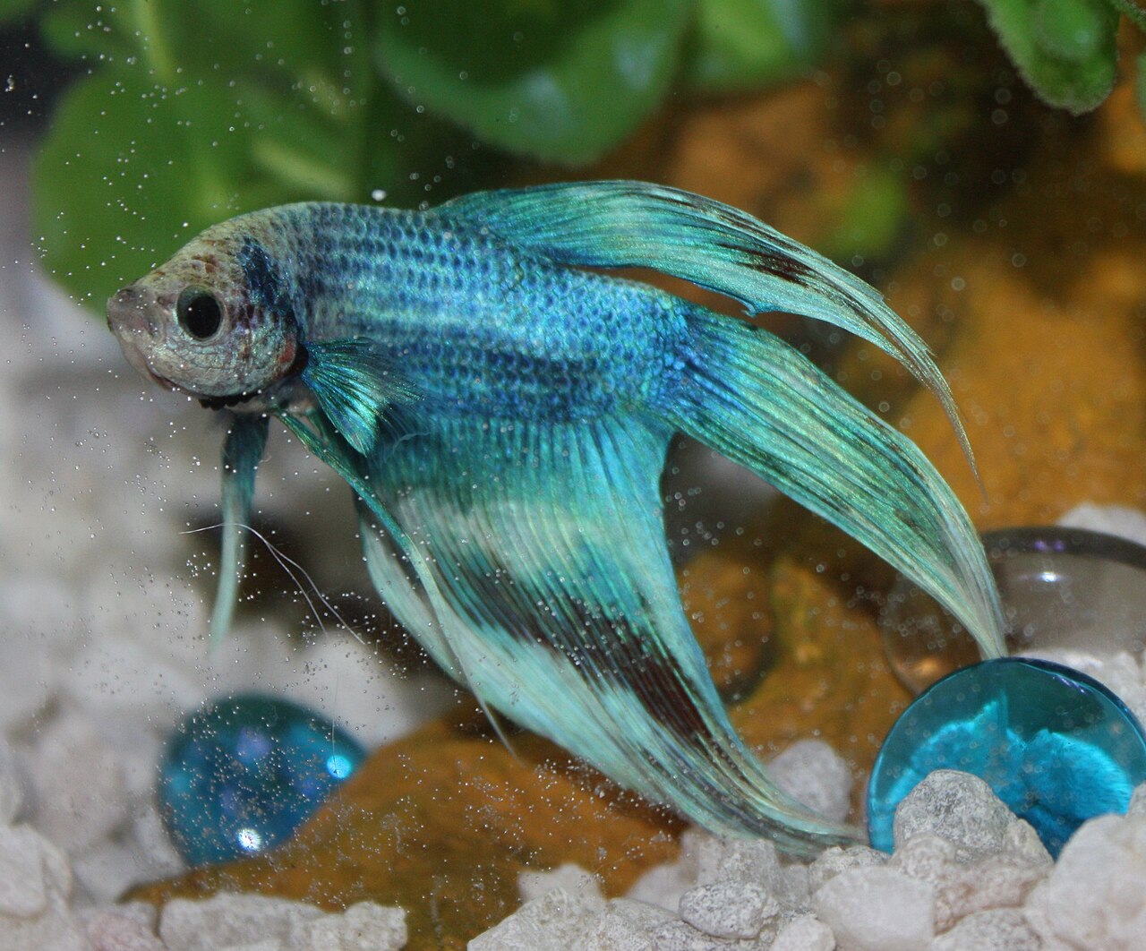 Veiltail Betta