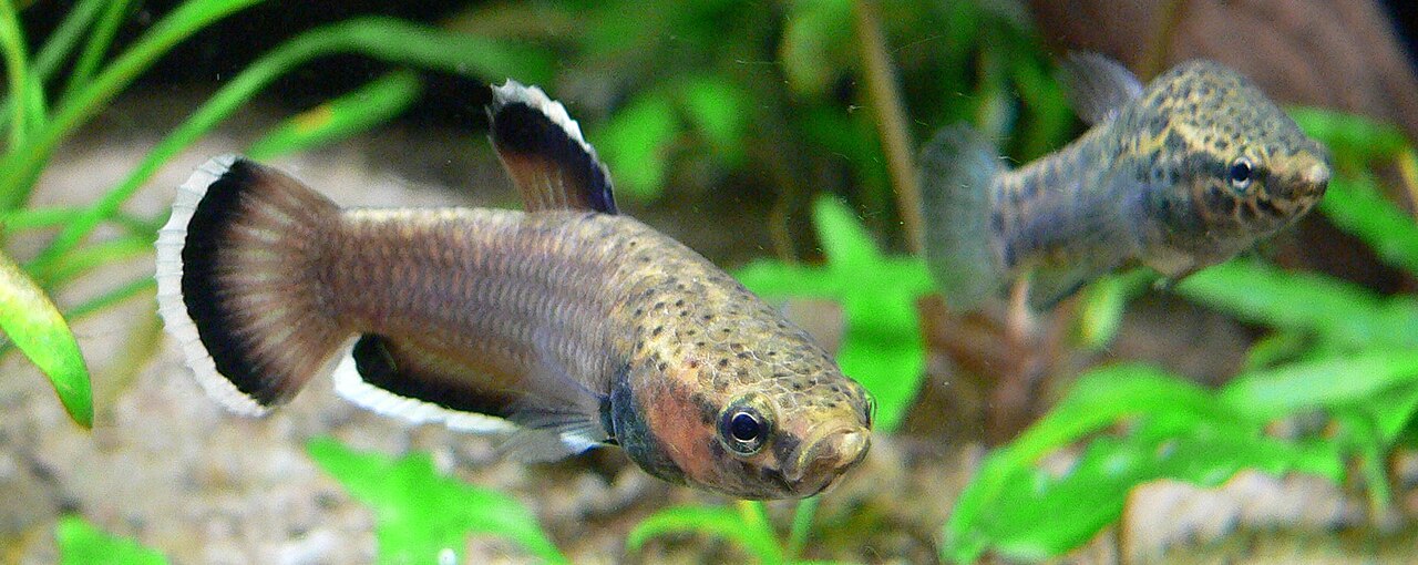 Betta Albimarginata (1 Pair)