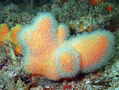 Red Chilli Sponge