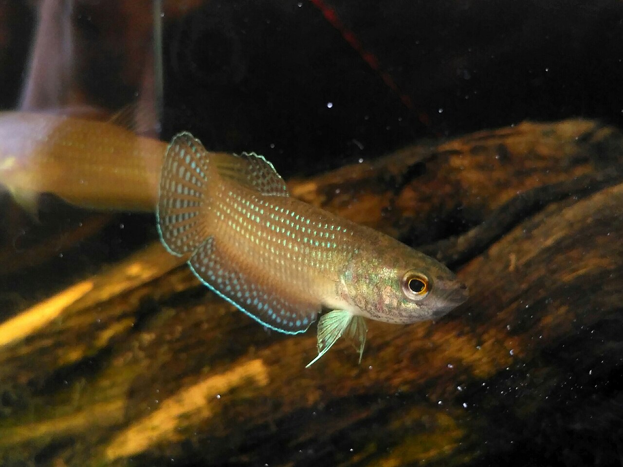 Betta edithae