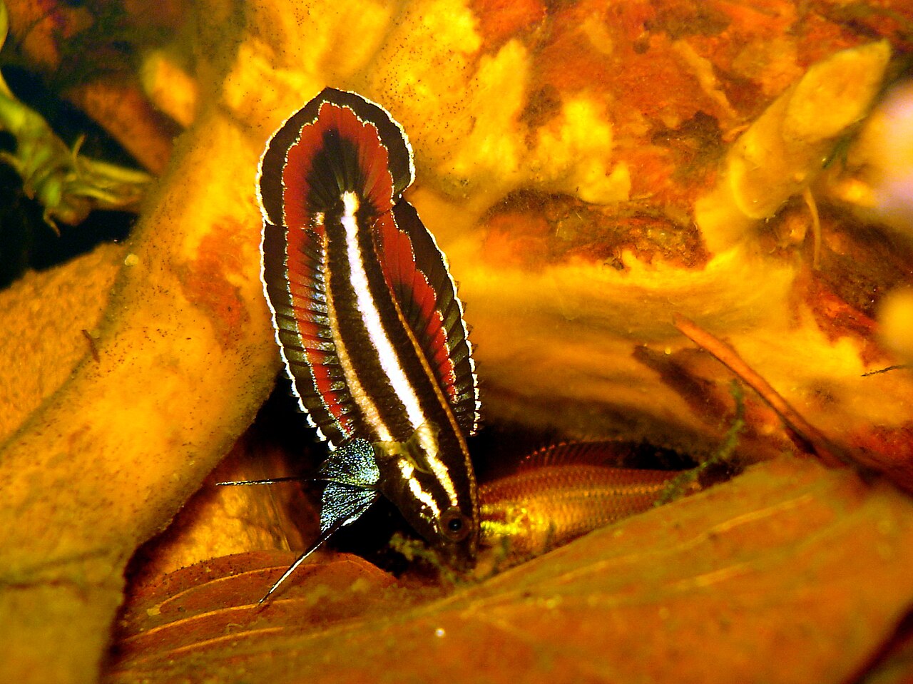 Paros Phoenicurus