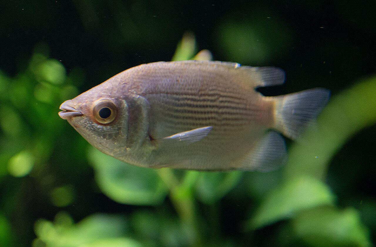 Kissing Gourami