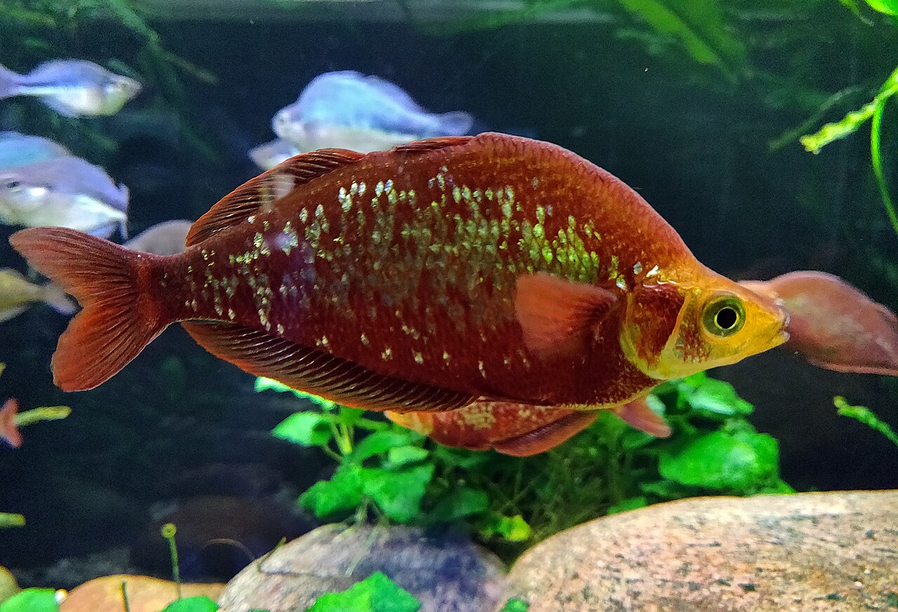 Red Rainbowfish (Male) — representative photograph