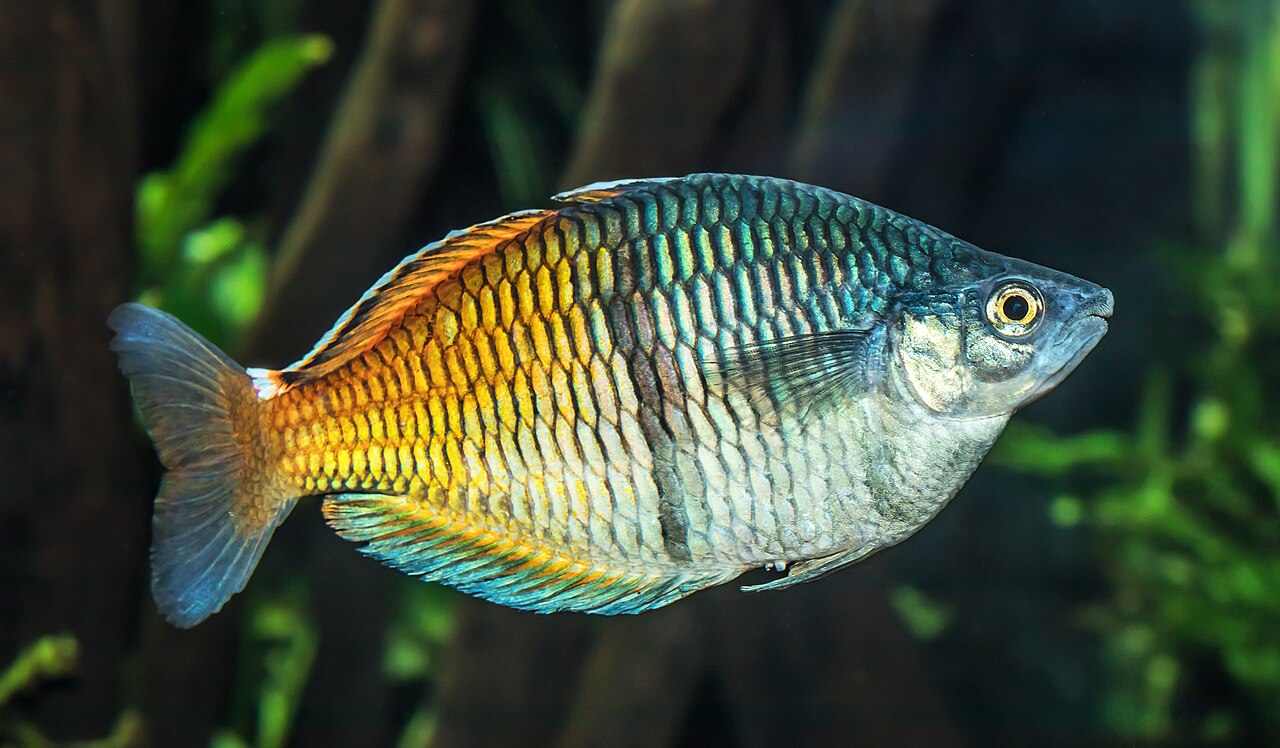 Boesmani Rainbow Fish