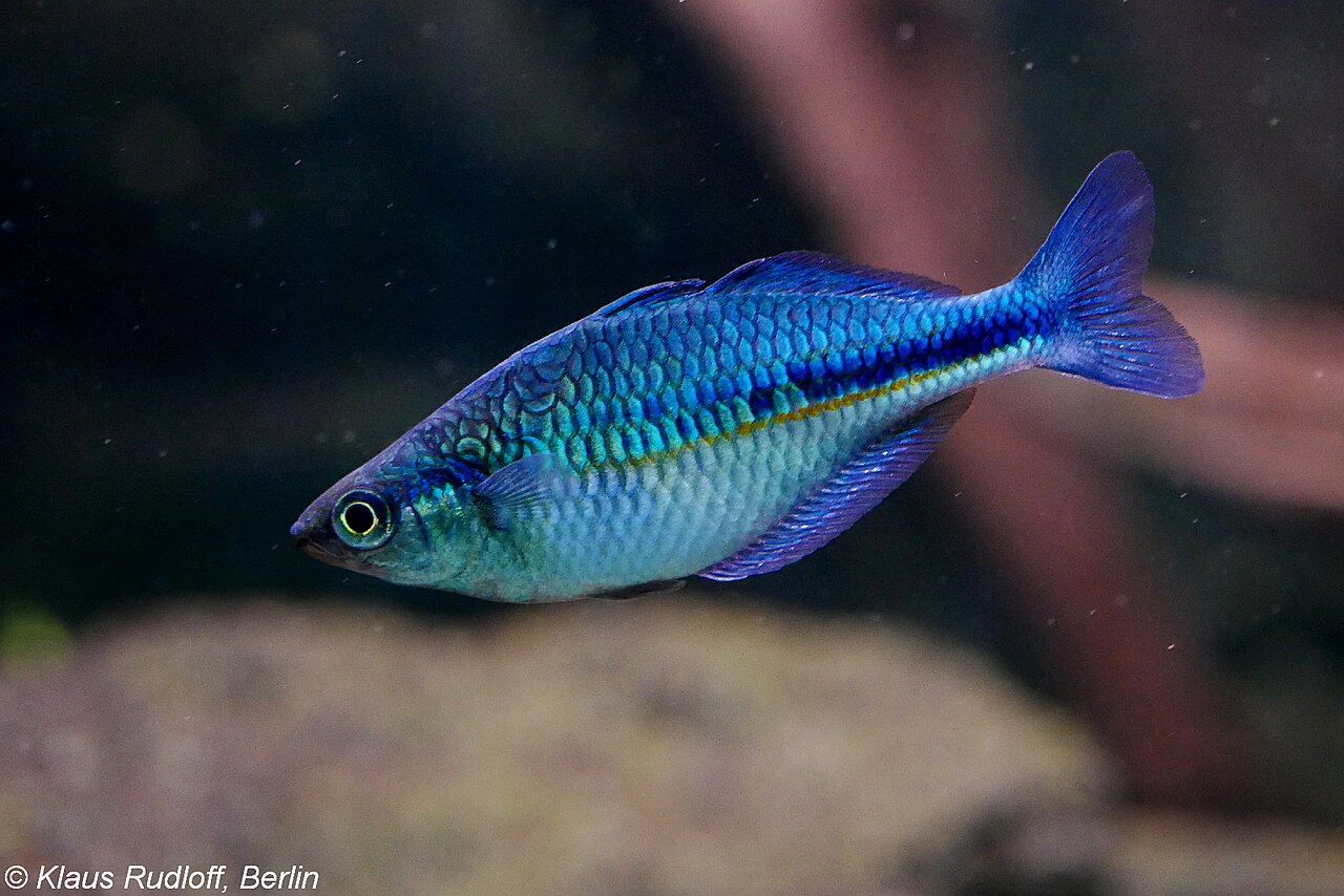 Blue Rainbowfish