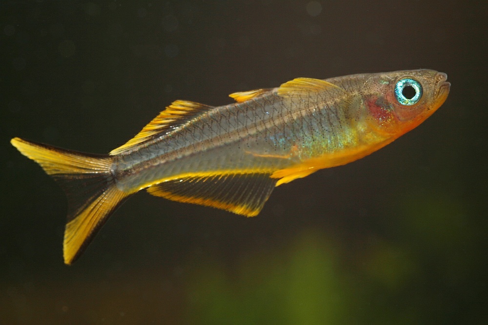 Rainbow-Furcata