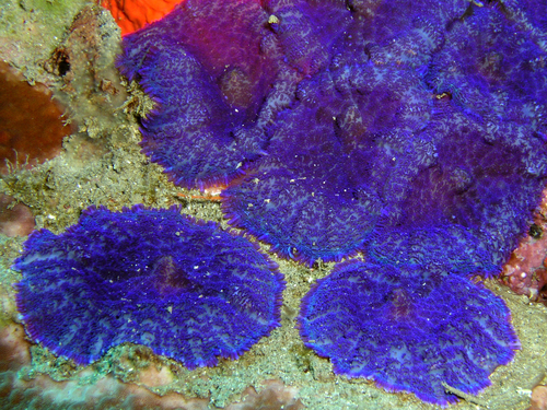 mushroom Spotted Yellow
