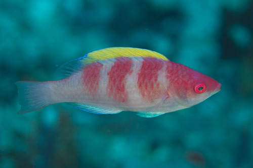 Mille Fairy Wrasse