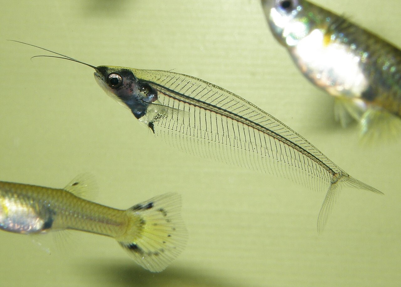 Glass Catfish