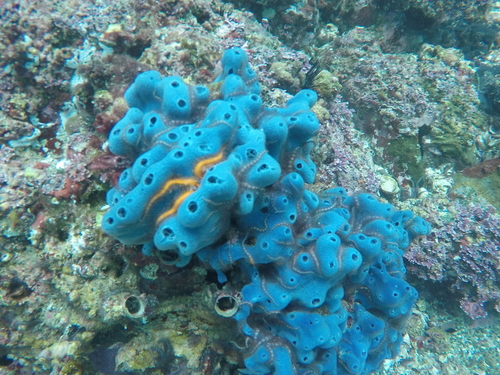 Vase Sponge
