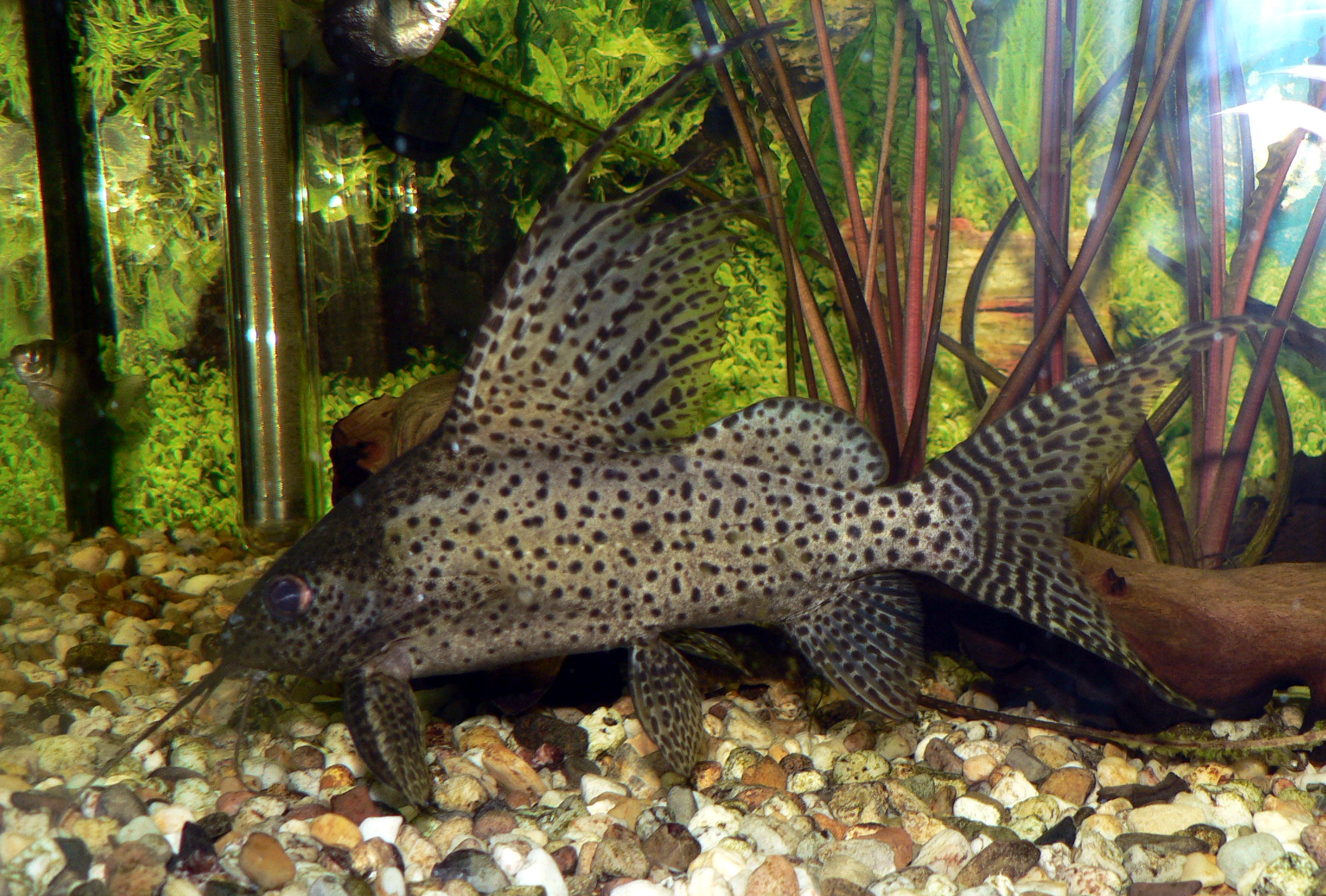 Featherfin Synodonthis