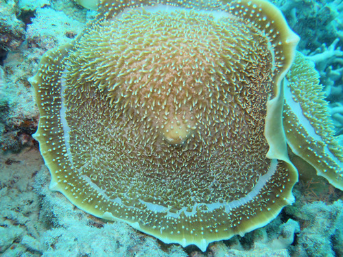 Green Giant Cup Mushroom