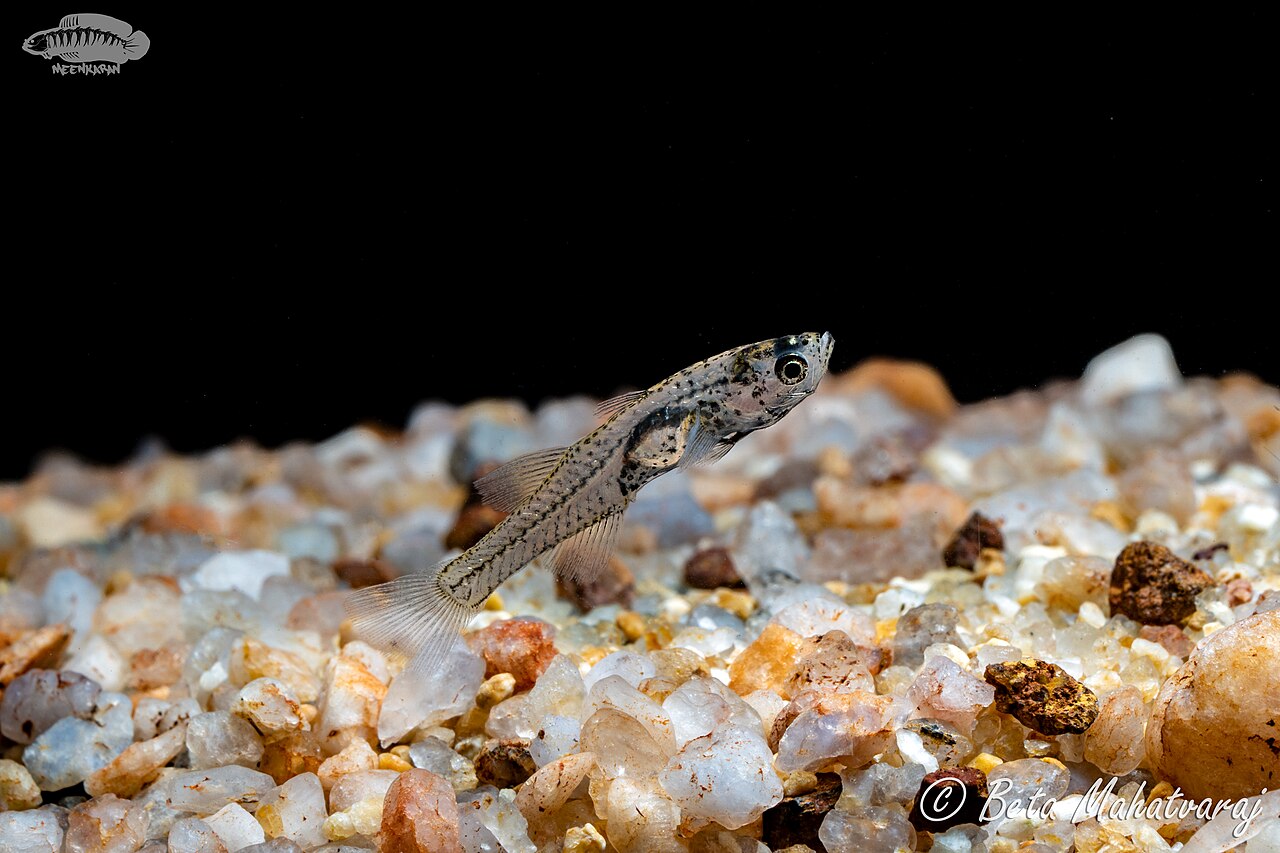 Dwarf Glass Goby