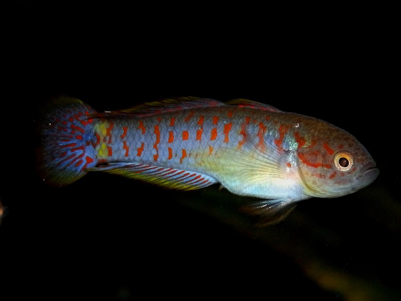 Goby-Peacock Gudgeon — representative photograph