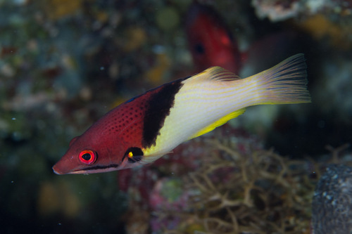 Eclips Hogfish