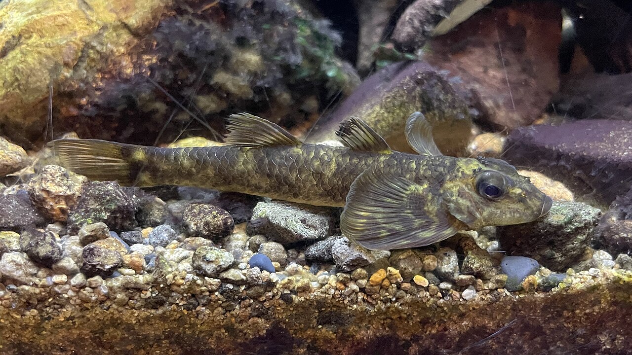 Loach Goby Aspro