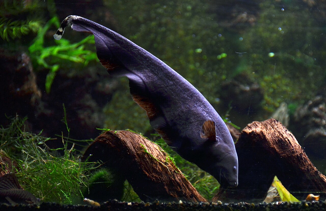 Ghost Fish