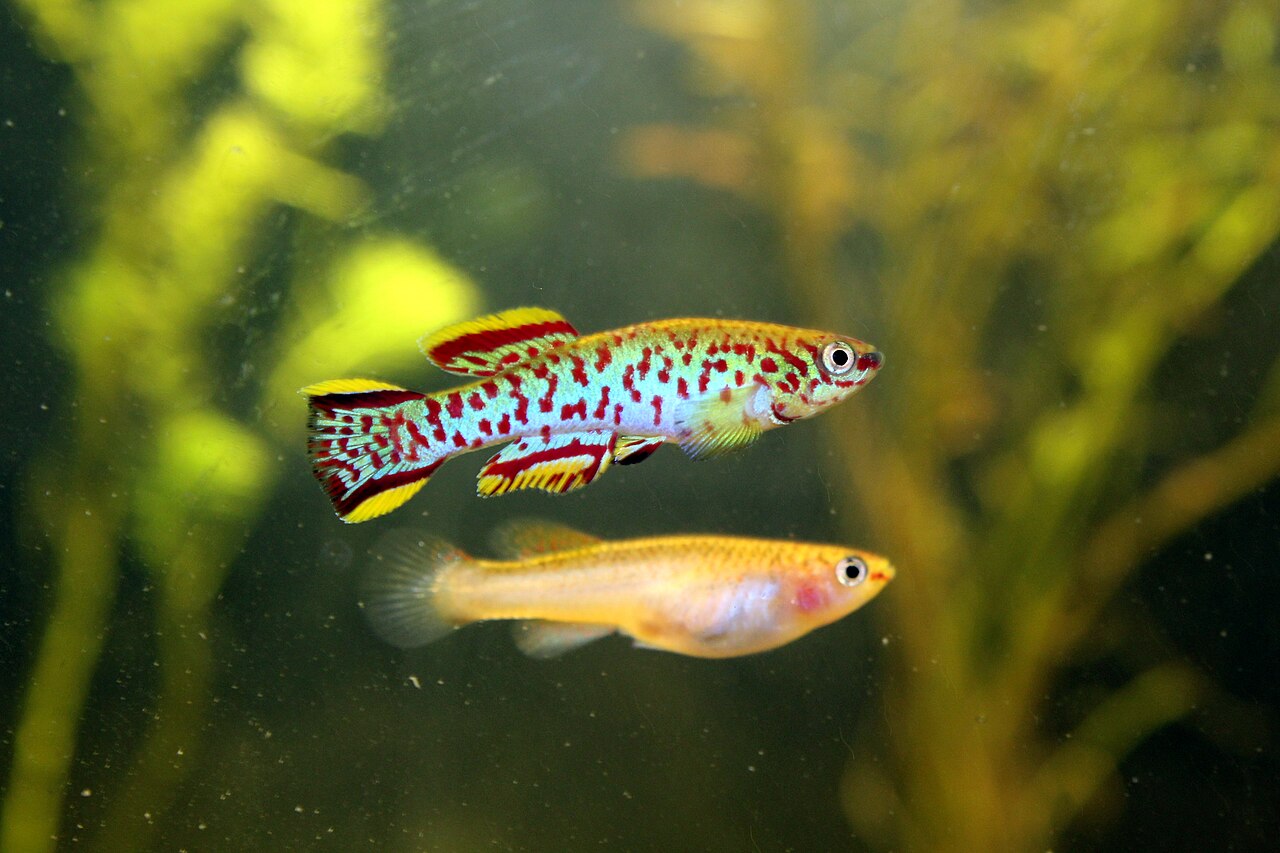Garneri Killifish