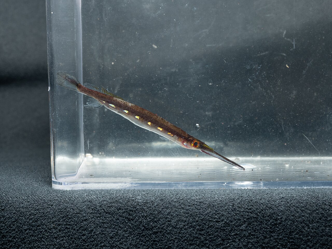 Gold Spot Halfbeak