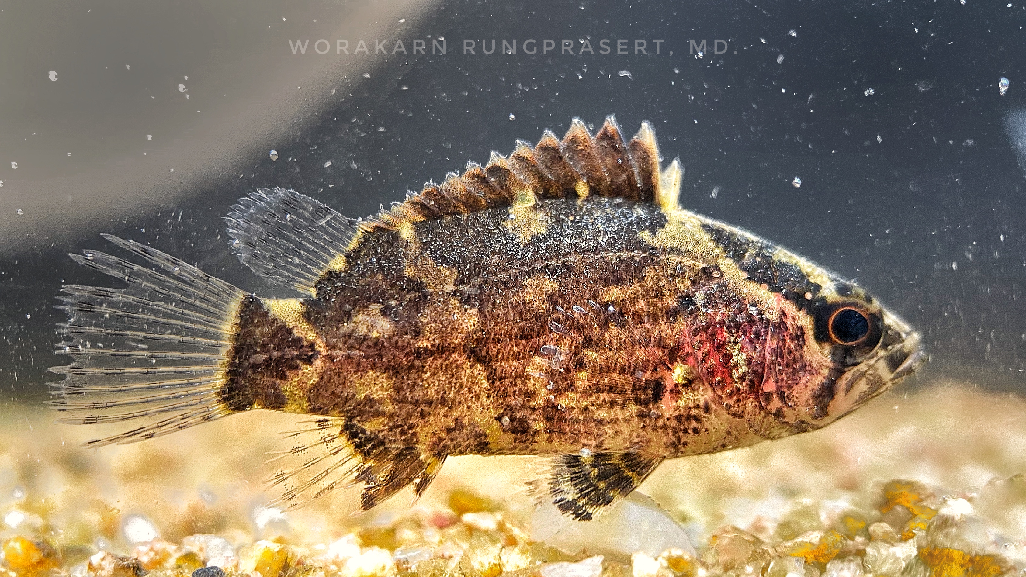 Borneo Leaf Fish