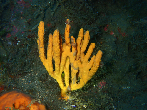 Yellow Sponge