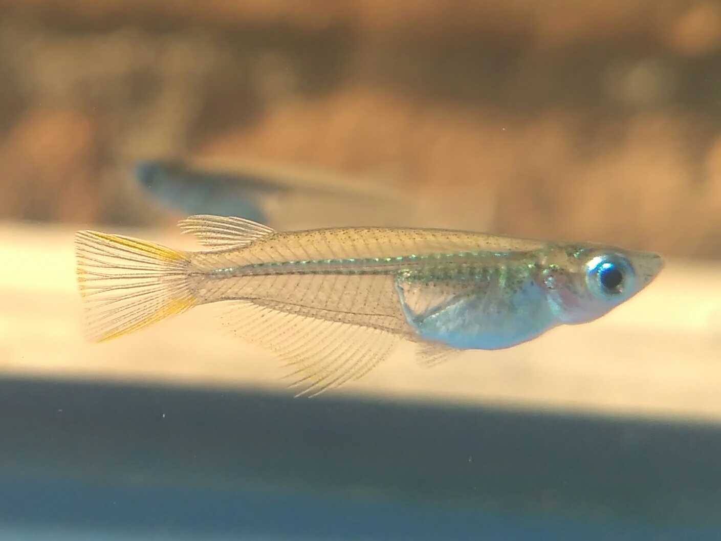 Java Rice Fish