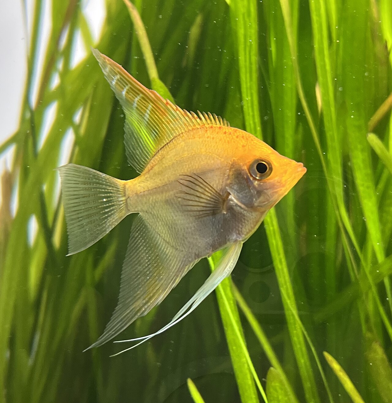 Assorted Angelfish
