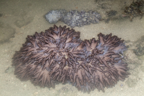 Round Finger Leather Coral
