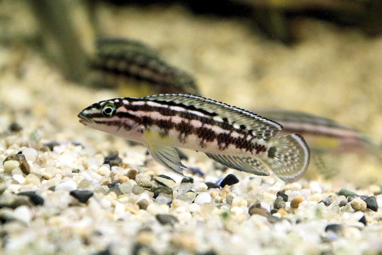 Marlieri Cichlid